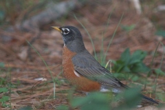 American  Robin