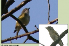 Blueheaded Vireo