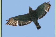 Broad Winged Hawk