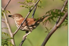 Brown Thrasher