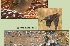 Chipping Sparrow