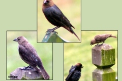 Cowbird