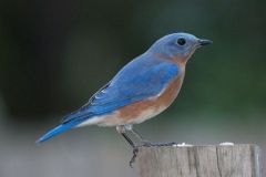 Eastern Bluebird