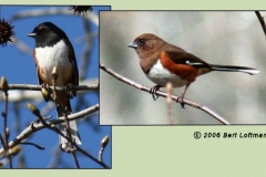 Eastern Towhee