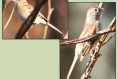 Field Sparrow
