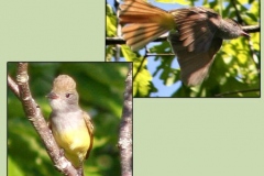 Great Crested Flycatcher