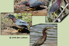 Green Heron