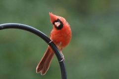 Northern Cardinal