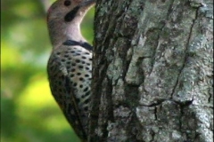 Northern Flicker
