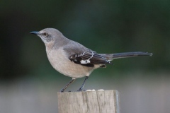 Northern  Mockingbird