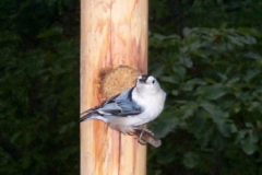 Nuthatch