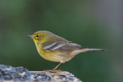Pine Warbler