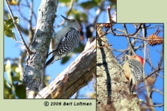 Red Bellied Woodpecker