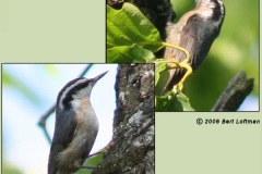 Red Breasted Nuthatch