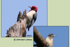 Red Headed Woodpecker