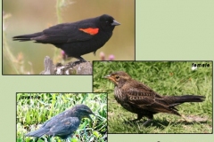 Red Winged Blackbird