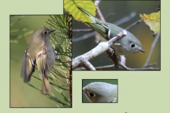 Ruby Crowned Kinglet
