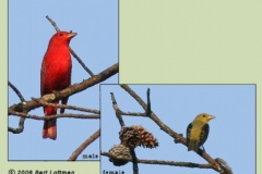 Summer Tanager