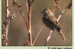 Vesper Sparrow