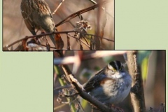 White  Throated Sparrow