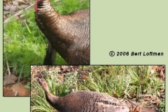 Wild Turkey