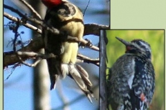 Yellow Bellied Sapsucker