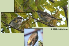 Yellow Rumped Warbler