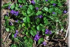 Blue Violet