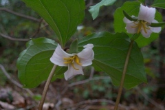 Catesbys Trillium