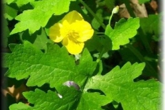 Celadine Poppy