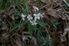 Cutleaf Toothwort