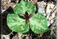 Decumbent Trillium