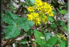 Golden Ragwort