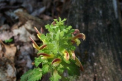 Lousewort