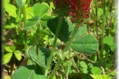 Red Clover