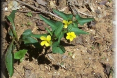 Spear Leafed Violet
