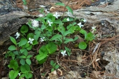 Sweet White Violet