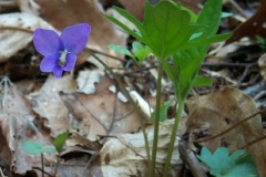 Three Lobed Violet