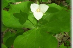 White Erect Trillium