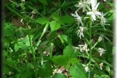 White Hyacinth