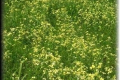 Winter Cress