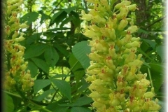 Yellow Buckeye