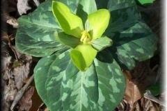 Yellow Trillium