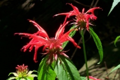 Bee Balm