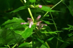 Clingmans Hedge Nettle