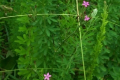 Deptford Pink