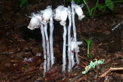 Indian Pipes