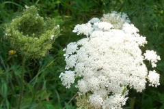 Queen Annes Lace