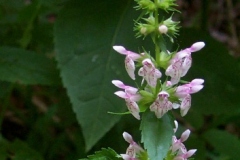 Stachy Hedge Nettle