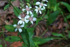 Toothed White Topped Aster